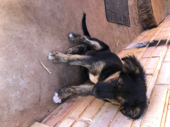 Cachorro ra a Desconhecida  idade 2 a 6 meses nome Sem nome 
