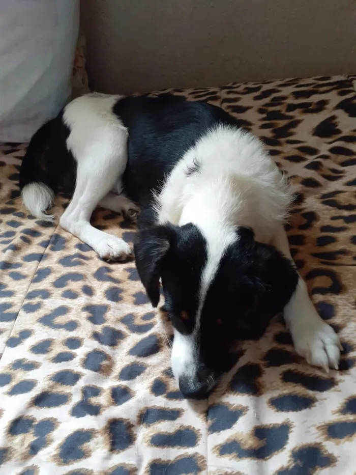 Cachorro ra a SRD idade 1 ano nome Juninho