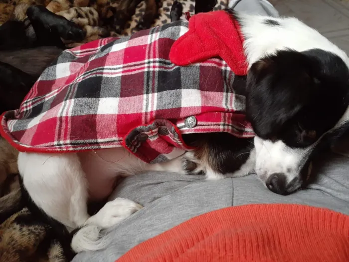 Cachorro ra a SRD idade 1 ano nome Juninho