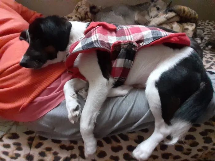 Cachorro ra a SRD idade 1 ano nome Juninho