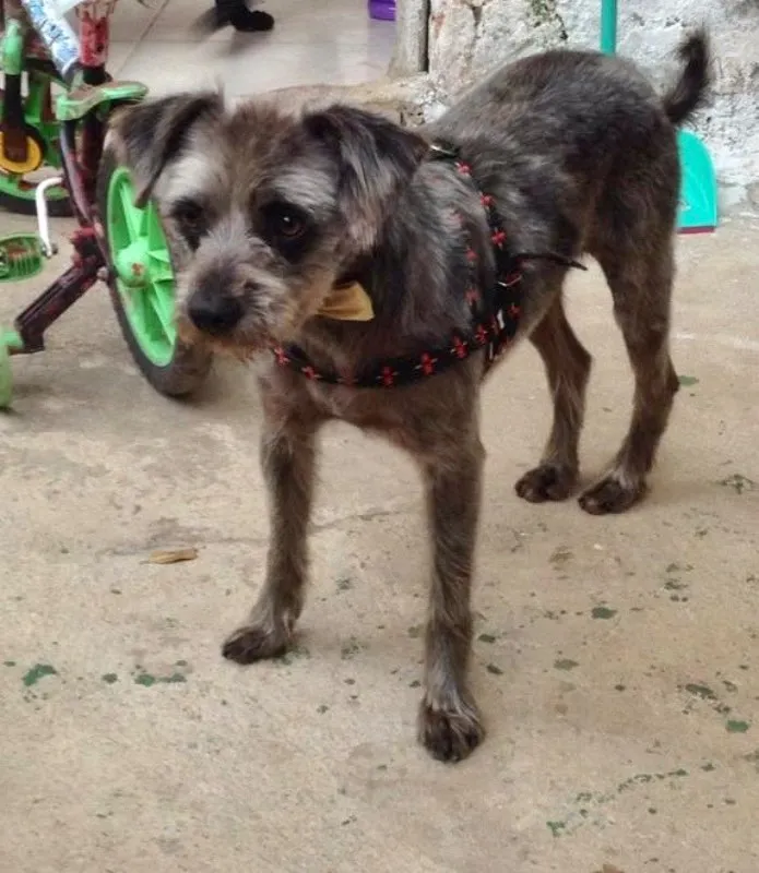Cachorro ra a SRD idade 1 ano nome Lord