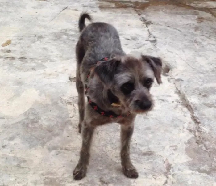 Cachorro ra a SRD idade 1 ano nome Lord