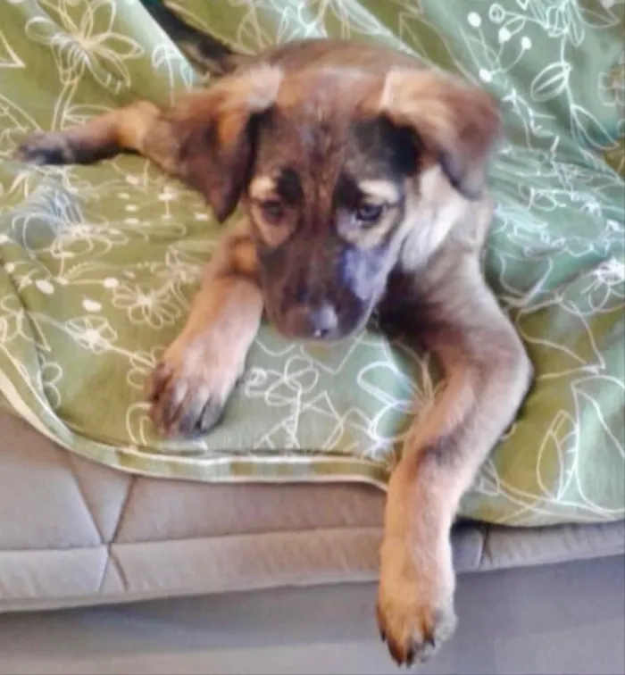 Cachorro ra a SRD idade 2 a 6 meses nome Kim 