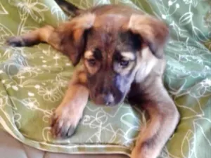 Cachorro raça SRD idade 2 a 6 meses nome Kim 