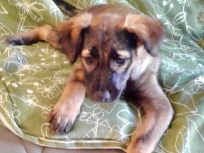 Cachorro ra a SRD idade 2 a 6 meses nome Kim 