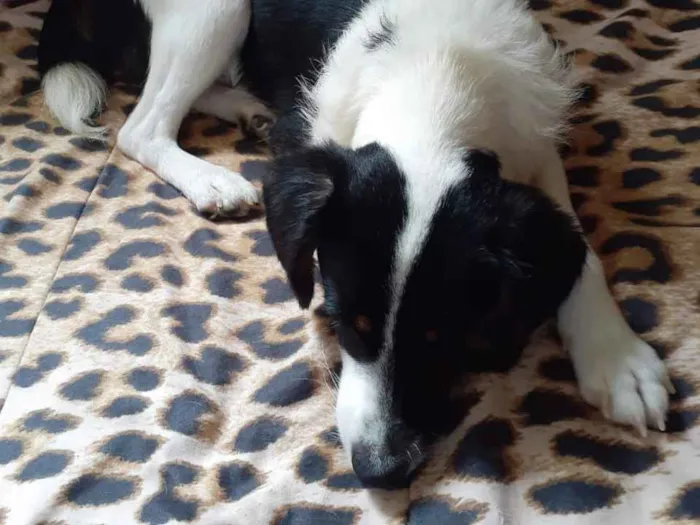 Cachorro ra a SRD idade 1 ano nome Juninho