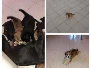 Cachorro raça Não definida idade 2 a 6 meses nome Nomes a colocar