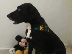 Cachorro raça SRD idade 3 anos nome Duquesa 