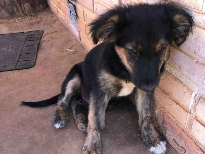 Cachorro ra a Desconhecida  idade 2 a 6 meses nome Sem nome 