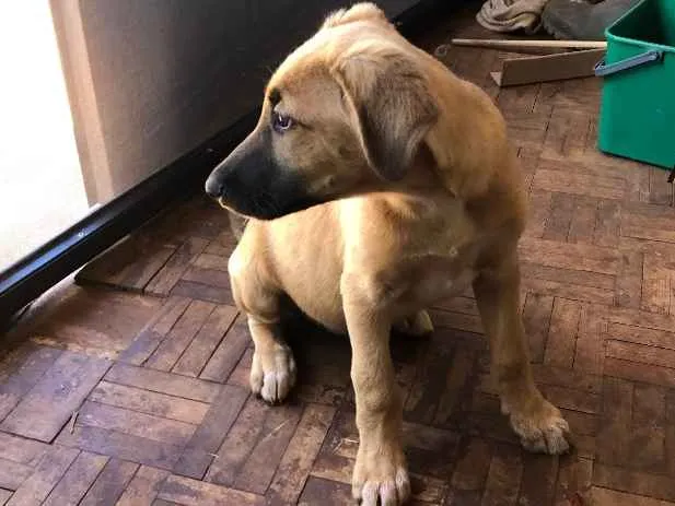 Cachorro ra a Desconhecida idade 2 a 6 meses nome Nao tem 
