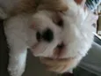 Chico
