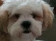 Chico