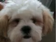 Chico