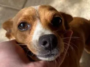 Cachorro raça Pinscher com mistura idade 7 a 11 meses nome Aika