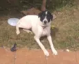 Lupo 
