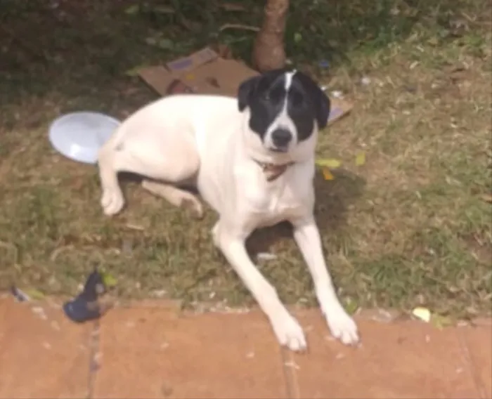 Cachorro ra a SRD idade 2 a 6 meses nome Lupo 