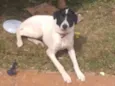 Lupo 