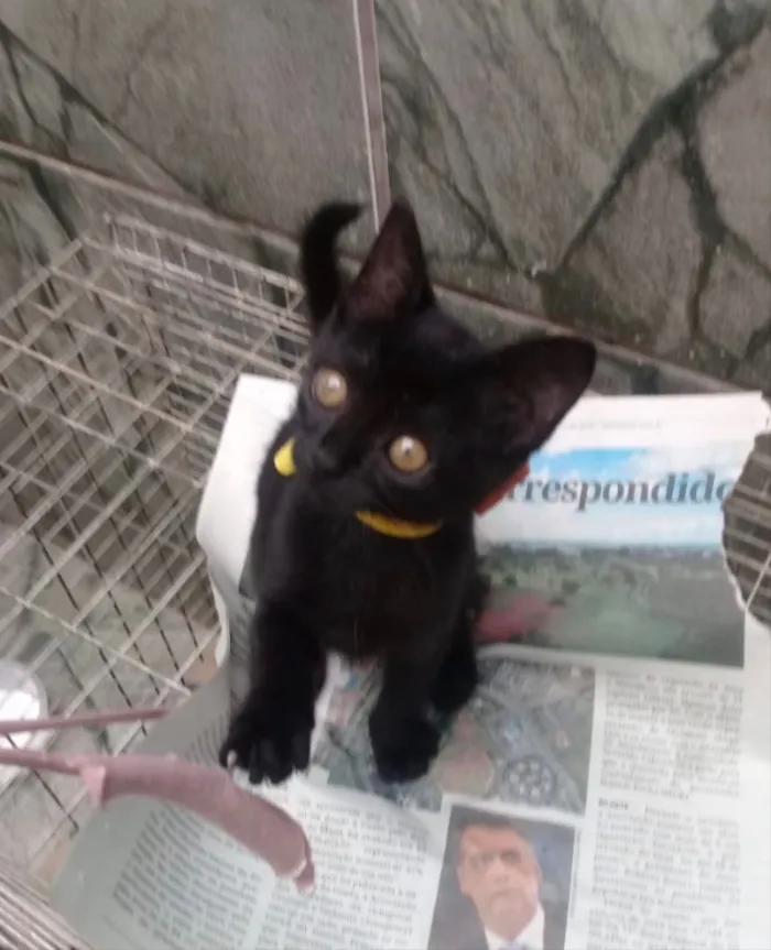 Gato ra a SRD idade 2 a 6 meses nome Cindy 