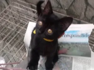 Gato raça SRD idade 2 a 6 meses nome Cindy 