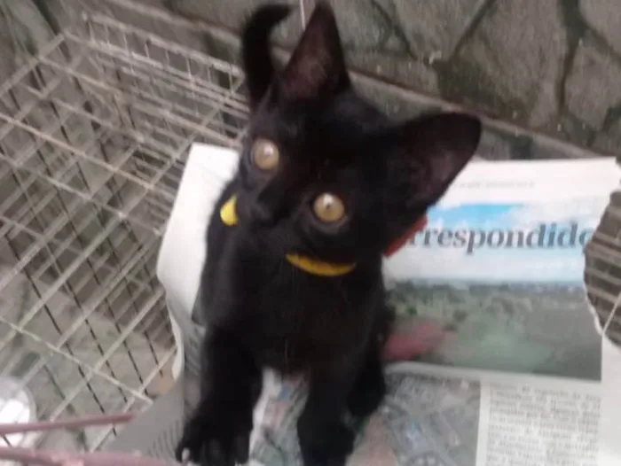 Gato ra a SRD idade 2 a 6 meses nome Cindy 