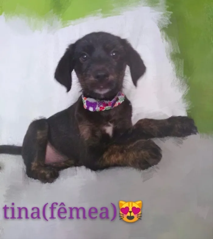 Cachorro ra a SRD idade 2 a 6 meses nome Tina 