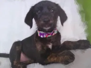 Cachorro raça SRD idade 2 a 6 meses nome Tina 