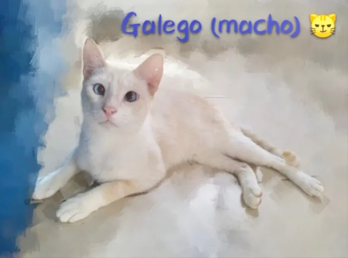 Gato ra a SRD idade 2 a 6 meses nome Galego 