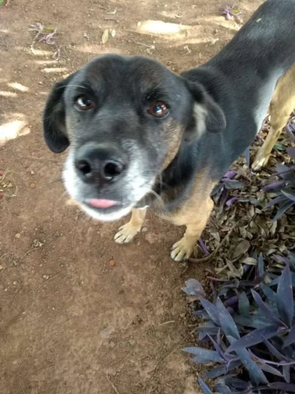 Cachorro raça SRD idade 1 ano nome Pluto