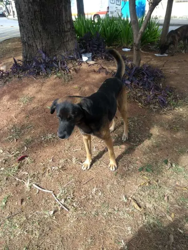 Cachorro raça SRD idade 1 ano nome Pluto