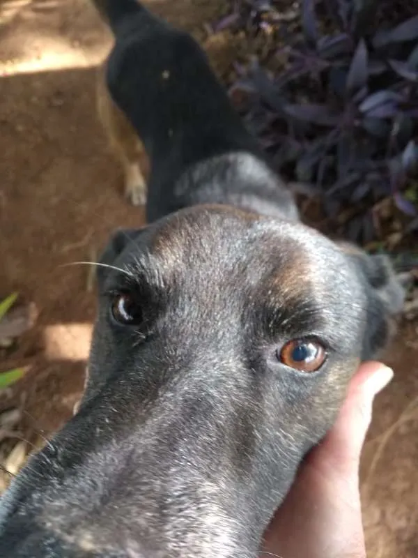 Cachorro raça SRD idade 1 ano nome Pluto