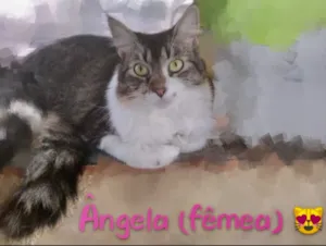 Gato raça SRD idade 2 a 6 meses nome Ângela 