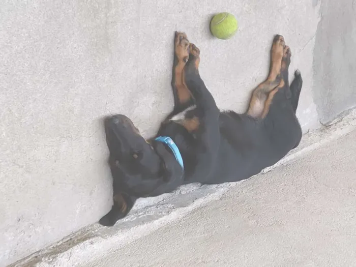 Cachorro ra a Vira lata idade 7 a 11 meses nome Jade
