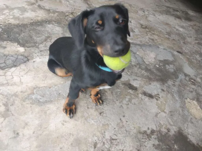 Cachorro ra a Vira lata idade 7 a 11 meses nome Jade