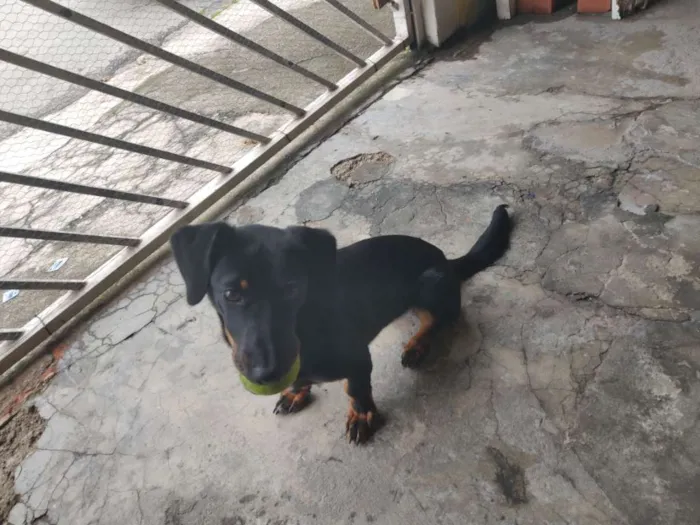 Cachorro ra a Vira lata idade 7 a 11 meses nome Jade