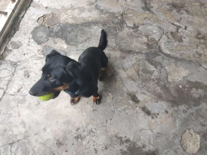 Cachorro ra a Vira lata idade 7 a 11 meses nome Jade
