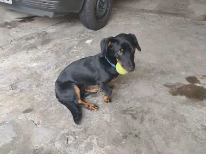 Cachorro ra a Vira lata idade 7 a 11 meses nome Jade