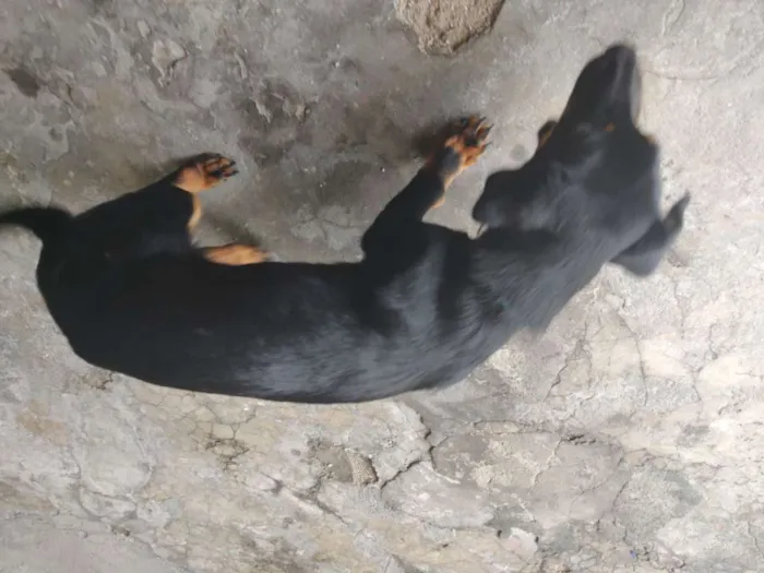 Cachorro ra a Vira lata idade 7 a 11 meses nome Jade