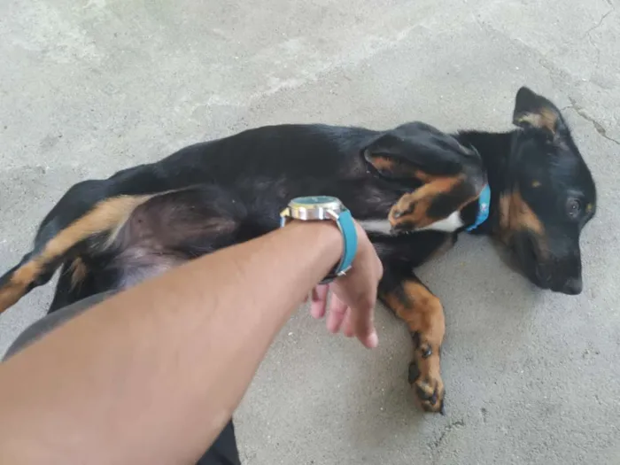 Cachorro ra a Vira lata idade 7 a 11 meses nome Jade