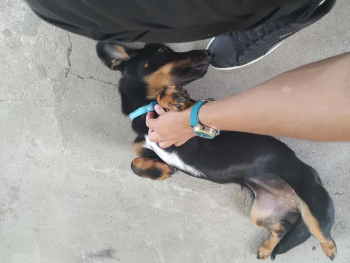 Cachorro ra a Vira lata idade 7 a 11 meses nome Jade