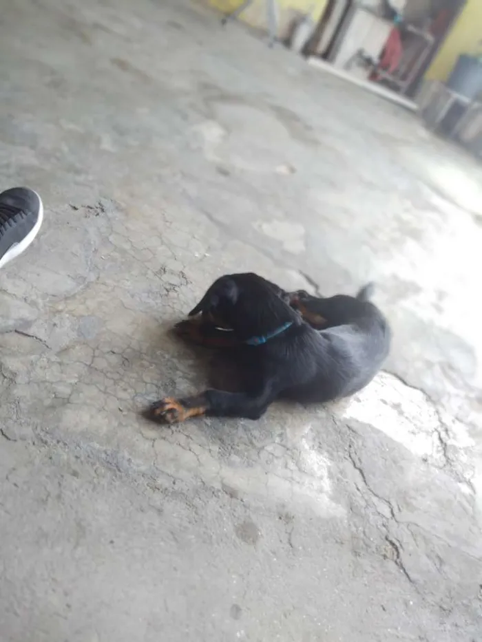 Cachorro ra a Vira lata idade 7 a 11 meses nome Jade