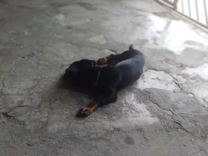 Cachorro ra a Vira lata idade 7 a 11 meses nome Jade