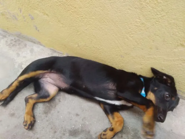 Cachorro ra a Vira lata idade 7 a 11 meses nome Jade
