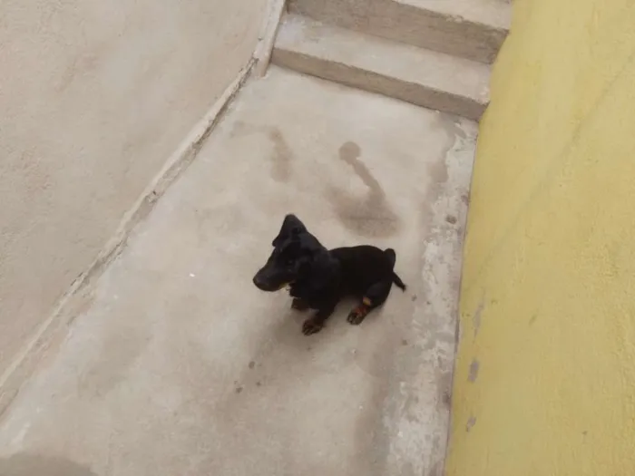 Cachorro ra a Vira lata idade 7 a 11 meses nome Jade