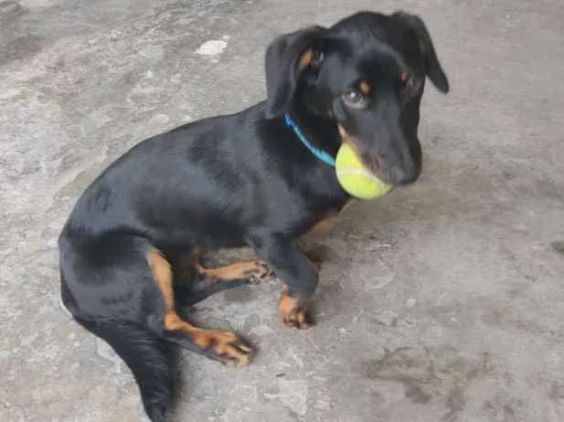 Cachorro ra a Vira lata idade 7 a 11 meses nome Jade