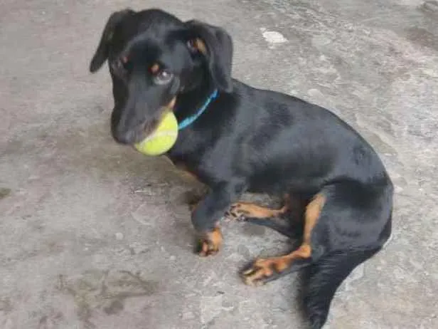 Cachorro ra a Vira lata idade 7 a 11 meses nome Jade