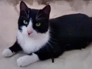 Gato raça SRD idade 2 a 6 meses nome Tonzinha 