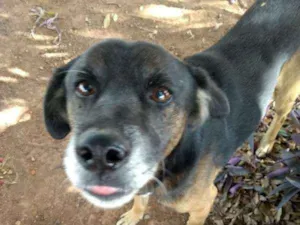 Cachorro raça SRD idade 1 ano nome Pluto