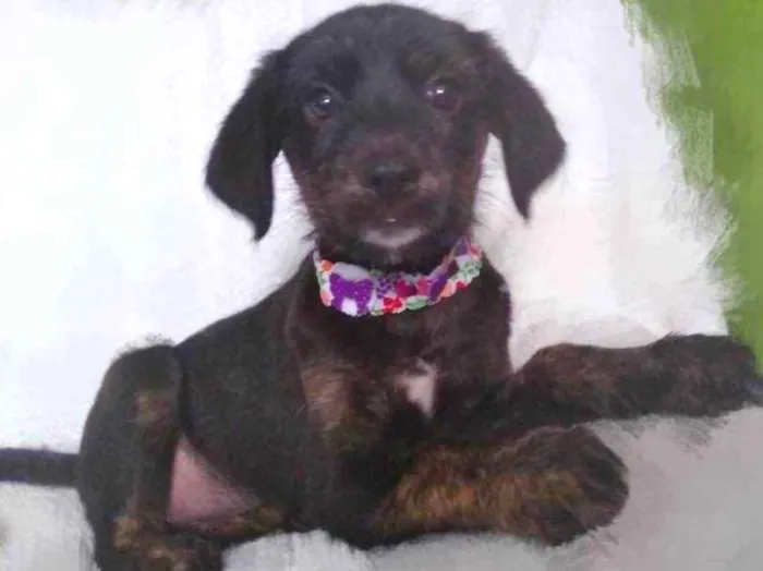 Cachorro ra a SRD idade 2 a 6 meses nome Tina 