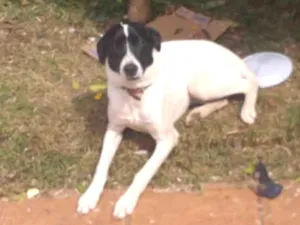 Cachorro raça SRD idade 2 a 6 meses nome Lupo 
