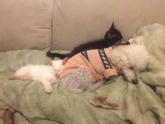 Gato ra a SRD idade 2 a 6 meses nome Léia e Rey